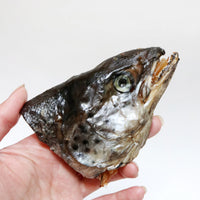 Large Halved Salmon Head